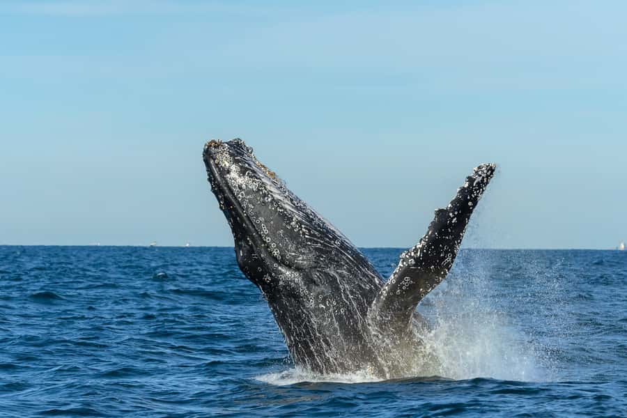 Sydney: Whale Watching Cruise and Taronga Zoo Package - Returning by Rocket Ferry to Circular Quay