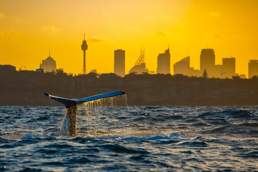 Sydney: Whale Watching Cruise and Taronga Zoo Package - Booking and cancellation details