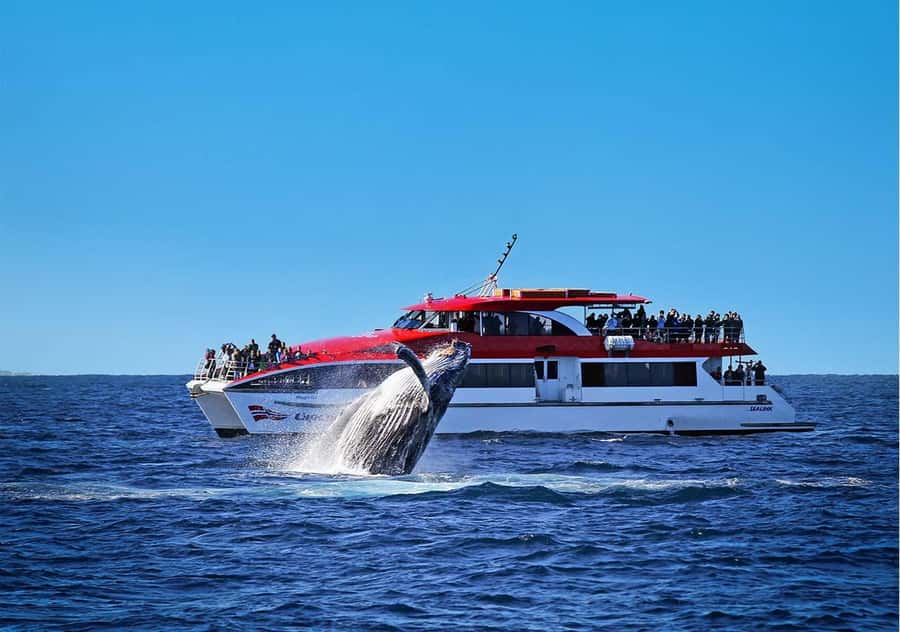 Sydney: Whale Watching Cruise and Taronga Zoo Package - The 2.5-hour search for humpback whales