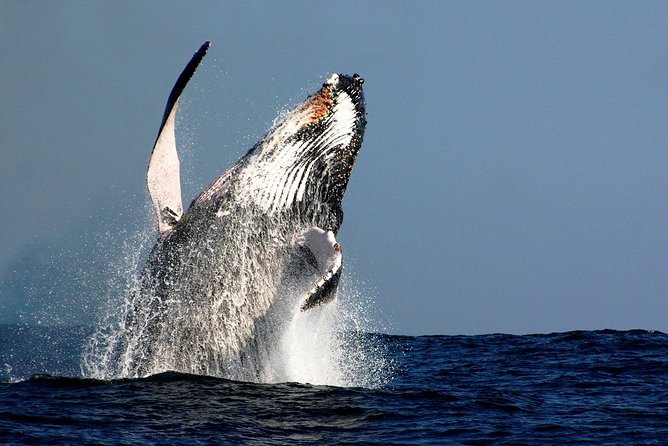 Sydney Whale-Watching Cruise Including Lunch or Breakfast - The essential details at a glance