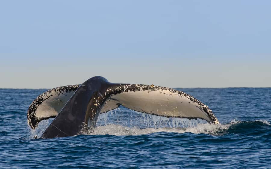 Sydney Whale Watching Cruise with Breakfast or Lunch - The humpback migration from May to November