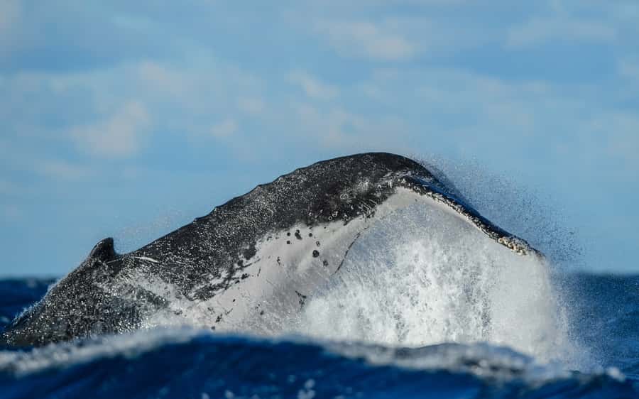 Sydney Whale Watching Cruise with Breakfast or Lunch - Commentary, crew, and comfort onboard