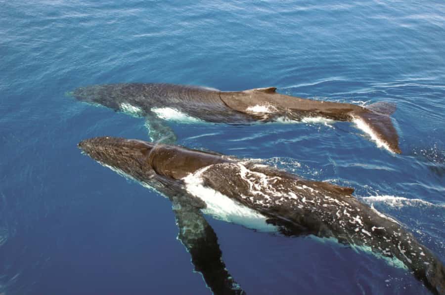 Sydney Whale Watching Cruise with Breakfast or Lunch - Is four hours the right length?