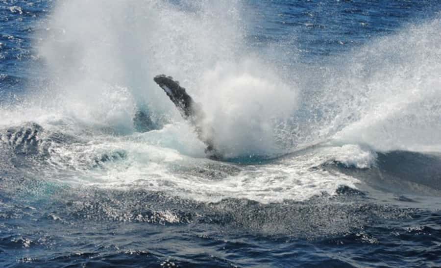 Sydney Whale Watching Cruise with Breakfast or Lunch - Value at $70 per person