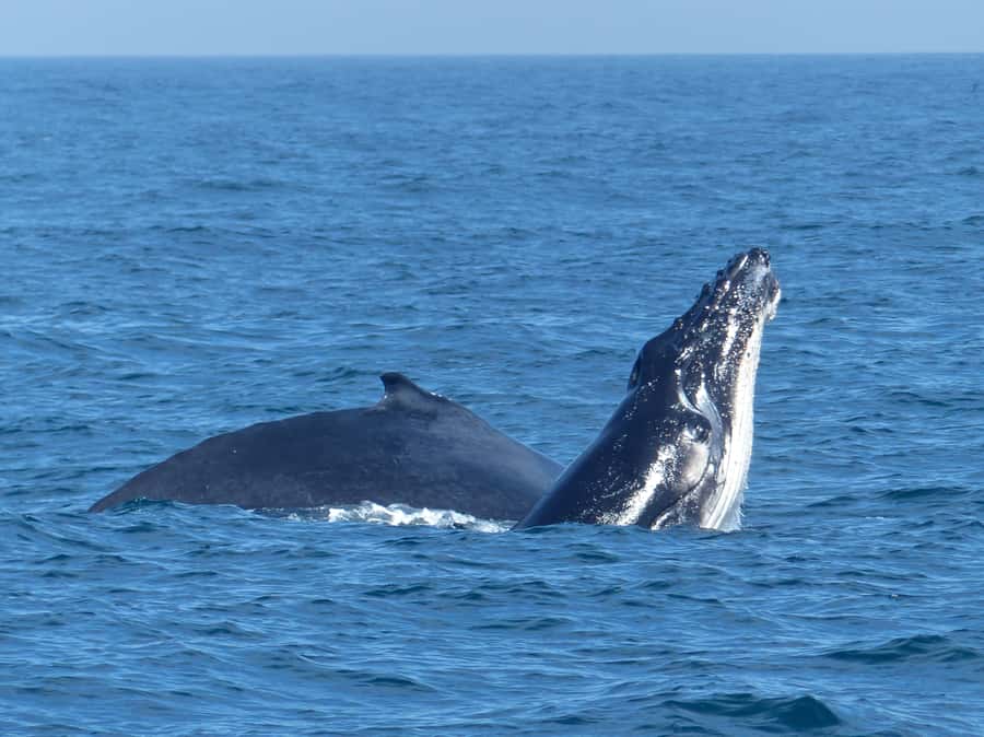 Sydney Whale Watching Cruise with Breakfast or Lunch - Who should book this cruise?