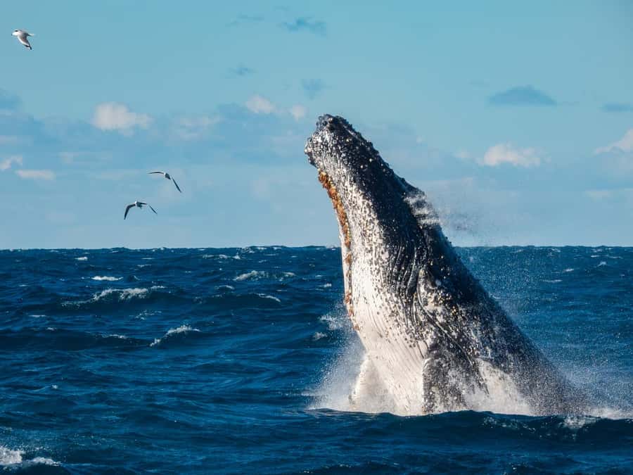 Sydney Whale Watching Cruise with Breakfast or Lunch - Crossing Sydney Heads into open water