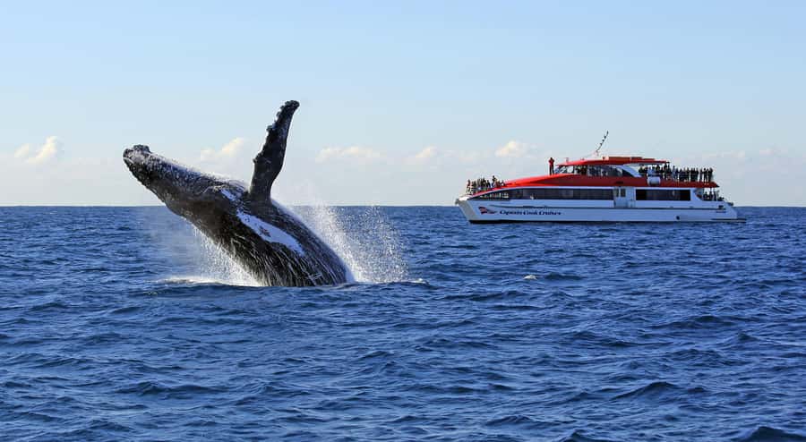 Sydney: Whale Watching & Wildlife Cruise - Key points at a glance
