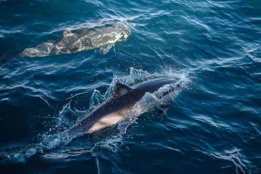 Sydney: Whale Watching & Wildlife Cruise - A 150-minute itinerary that depends on nature