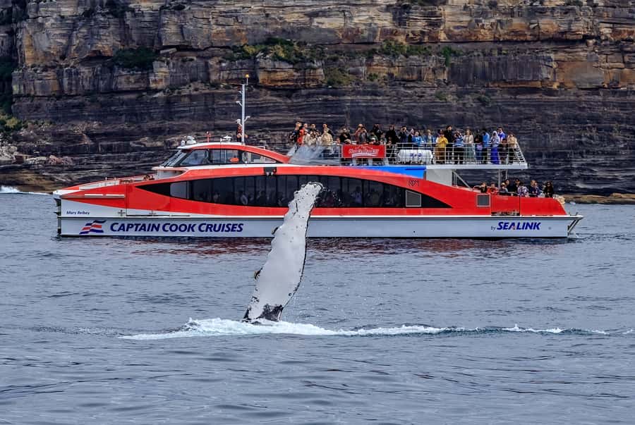 Sydney: Whale Watching & Wildlife Cruise - What the $67 price really buys you