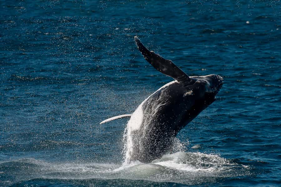 Sydney: Whale Watching & Wildlife Cruise - Booking advice for weather and timing