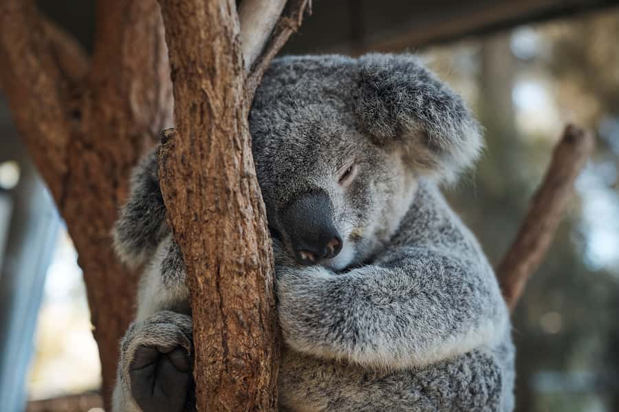 Taronga Zoo Aussie Backyard Adventure - Key points to know
