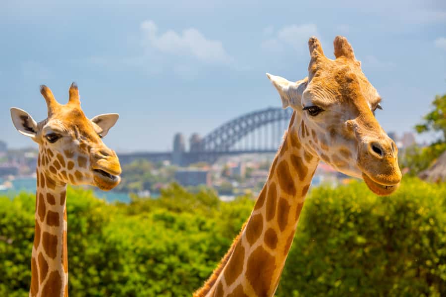 Taronga Zoo Aussie Backyard Adventure - The 9:45am and 1:30pm starting times