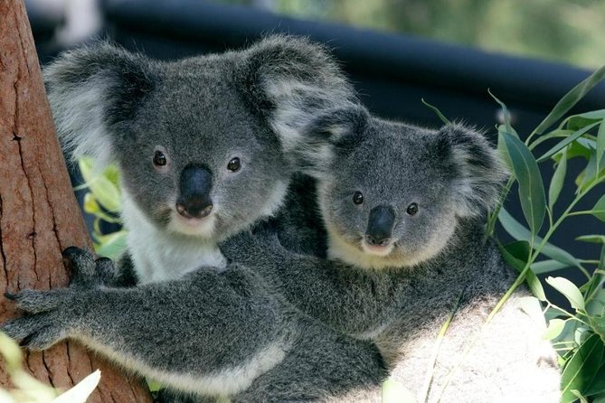 Taronga Zoo Entry & Return Ferry - Sydney Harbour - Key points to know before you book