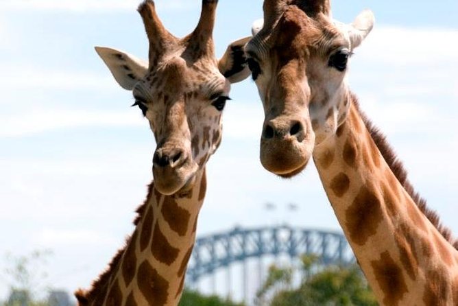 Taronga Zoo Entry & Return Ferry - Sydney Harbour - Why the ferry ride improves the zoo visit