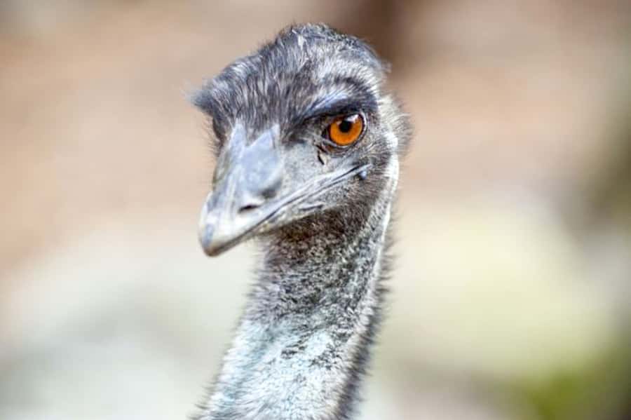 Taronga Zoo Sydney Wild Australia Experience - Key things to know before you book