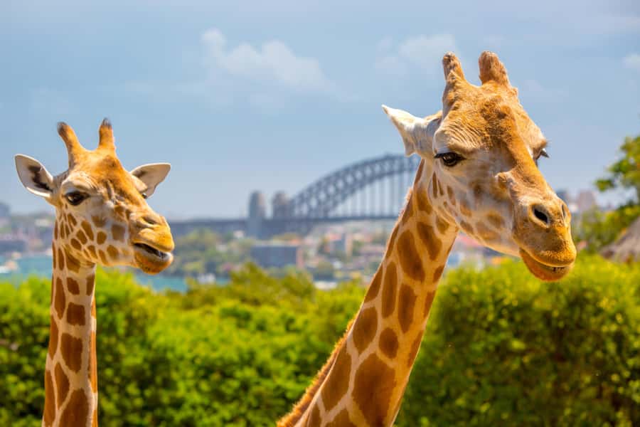 Taronga Zoo Sydney Wild Australia Experience - What the Wild Australia Experience is really about