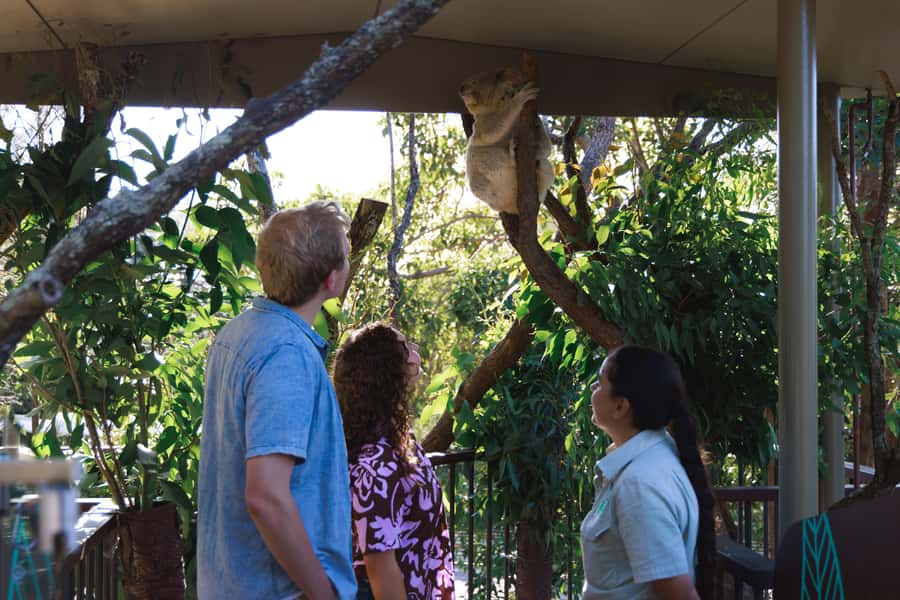 Taronga Zoo Sydney Wild Australia Experience - Meeting koalas without rushing the moment