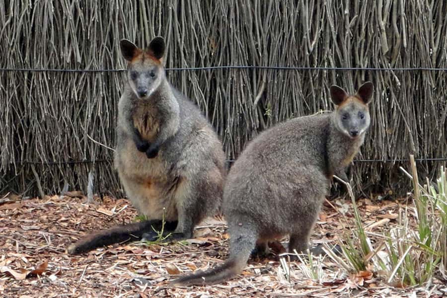 Taronga Zoo Sydney Wild Australia Experience - Going behind the Australian Nightlife exhibit