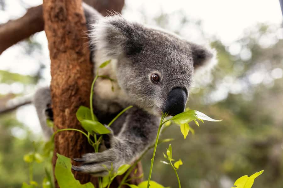 Taronga Zoo Sydney Wild Australia Experience - How two hours affects the value