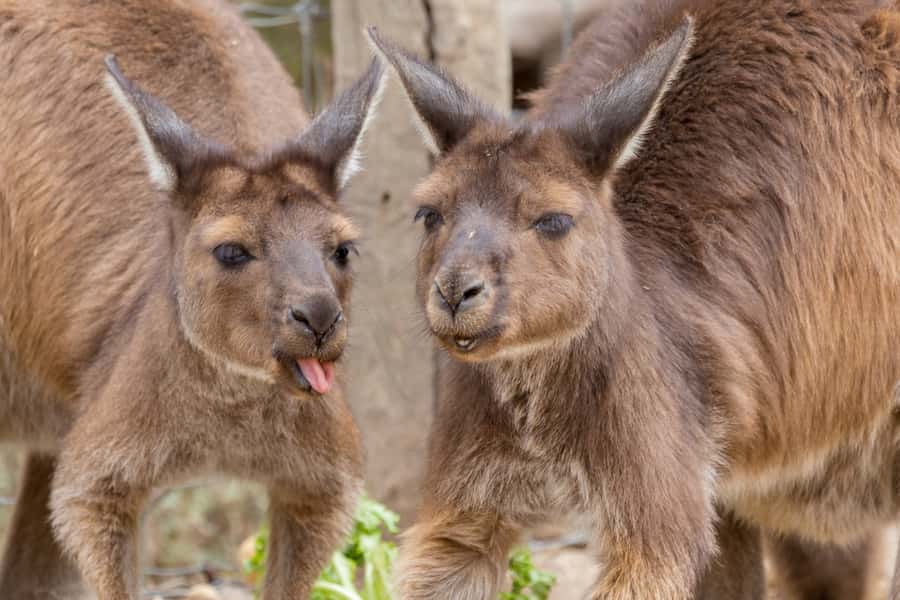 Taronga Zoo Sydney Wild Australia Experience - Meeting at Taronga’s main entrance