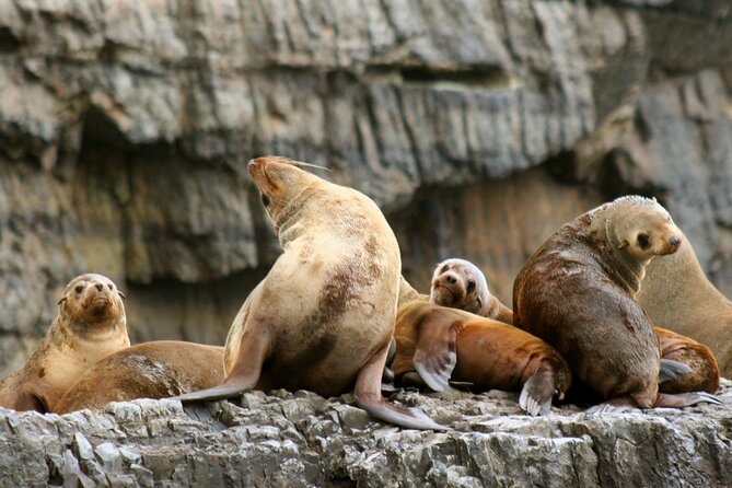 Tasman Island Cruises and Port Arthur Historic Site Day Tour from Hobart - Cliffs, caves, and wildlife along the Tasman coast