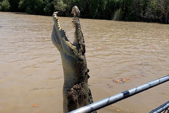 The Croc Bus to the Famous Jumping Crocodile Cruise - Five things to know before booking