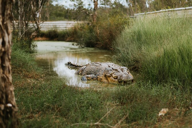 Top End Safari Camp Day Tour - Close views of rescue crocodiles