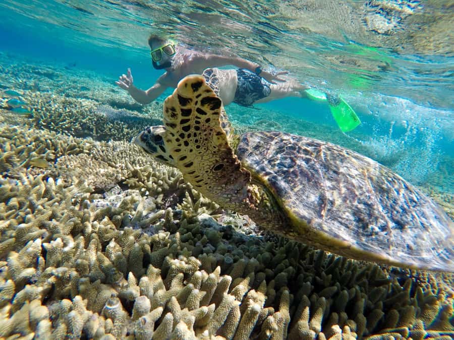 Town of 1770: Lady Musgrave Island Snorkelling Day Cruise - Snorkelling is the star of the day