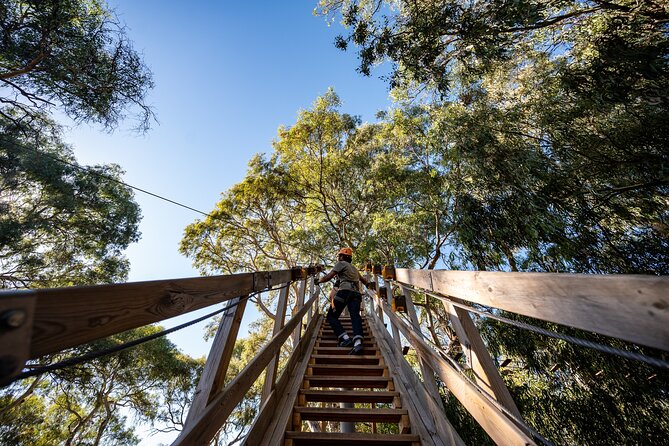 Tree Top Activity for Thrill Seekers and Adventurers in Adelaide - Starting at Greenhill Road and Unley Road