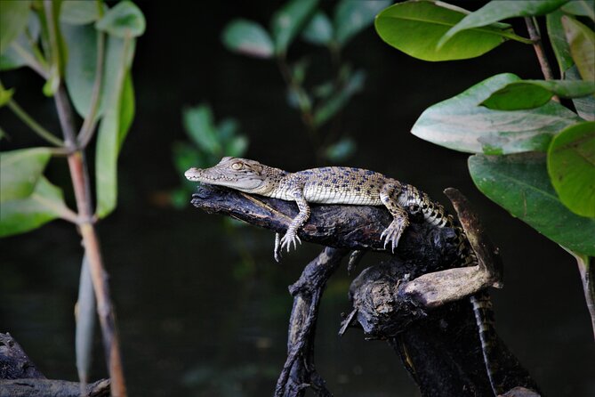 Ultimate Daintree Rainforest Wildlife Experience Cruise - Crocodiles, hatchlings, and the luck factor