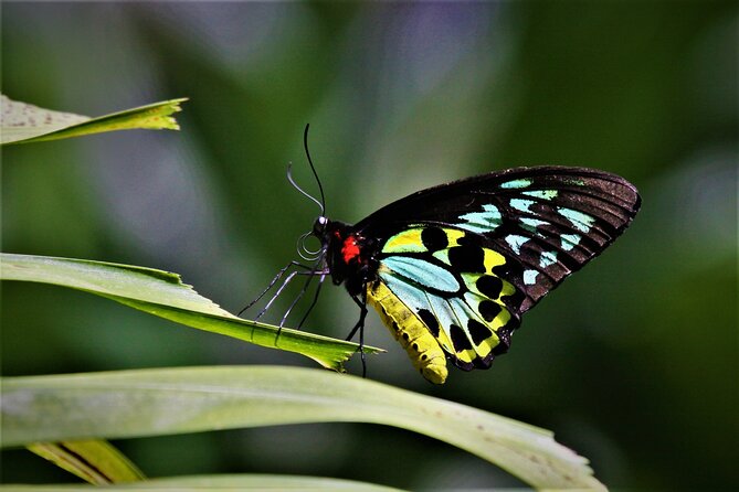Ultimate Daintree Rainforest Wildlife Experience Cruise - The guide commentary is a major strength