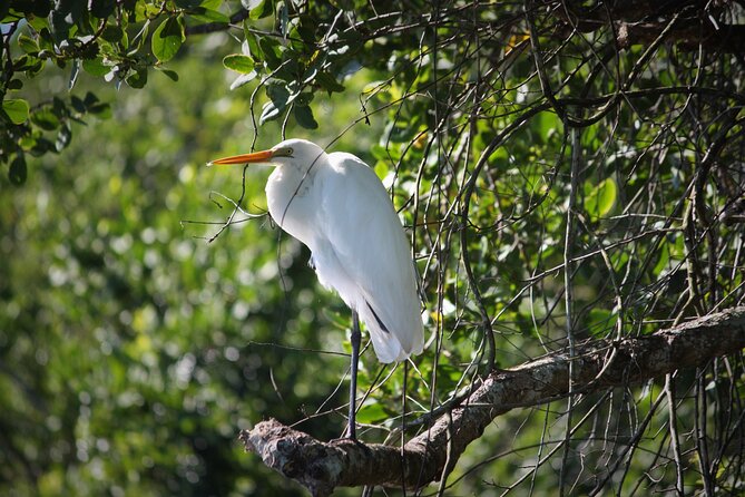 Ultimate Daintree Rainforest Wildlife Experience Cruise - Birds, snakes, and the wider river ecosystem
