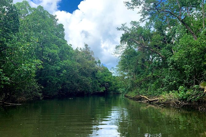 Ultimate Daintree Rainforest Wildlife Experience Cruise - Value at $28.69 per person