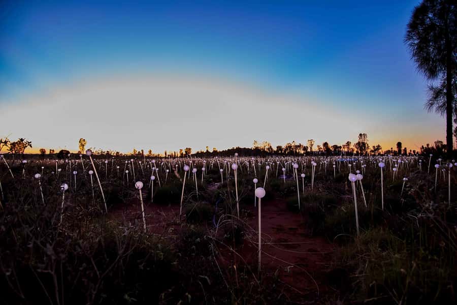 Uluru: Field of Light Sunrise Tour with Hot Drinks - The Dune Top view toward Uluru and Kata Tjuta