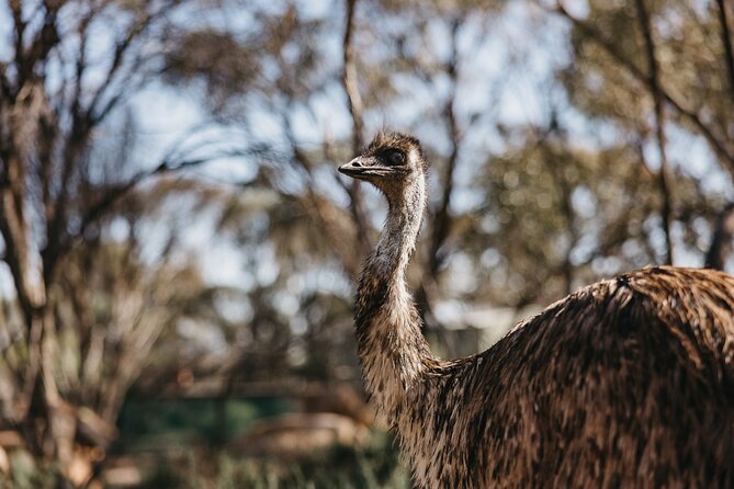 Wave Rock, York and Aboriginal Cultural Day Tour from Perth - Spring wildflowers and the return route