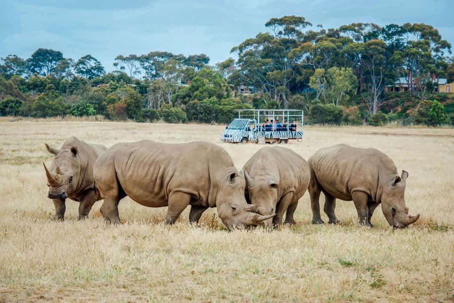 Werribee Open Range Zoo: Entry Ticket - Key points to know before you go