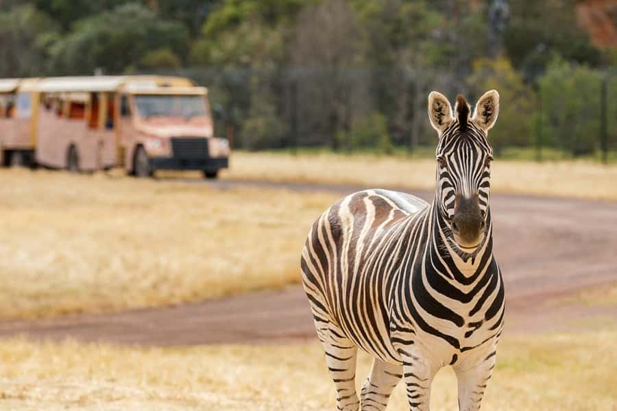 Werribee Open Range Zoo: Entry Ticket - How busy is Werribee Open Range Zoo?