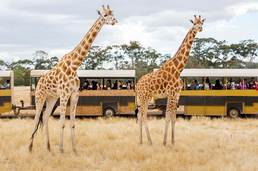 Werribee Open Range Zoo: Entry Ticket - What your $37 ticket actually includes