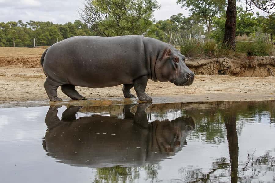 Werribee Open Range Zoo: Entry Ticket - Lions, gorillas, hippos, and monkeys on foot