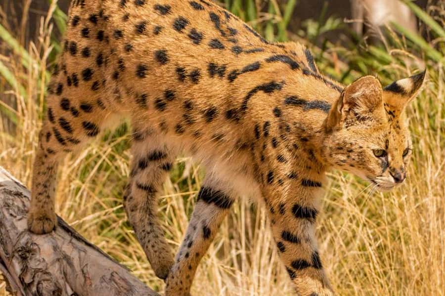 Werribee Open Range Zoo: Entry Ticket - Australian Journey adds local wildlife