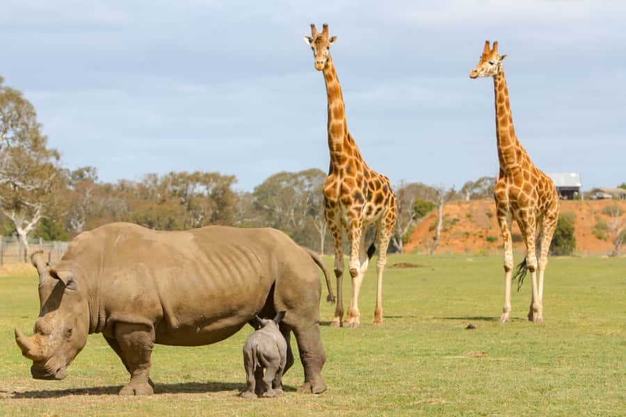 Werribee Open Range Zoo: Entry Ticket - Keeper talks make the visit more worthwhile
