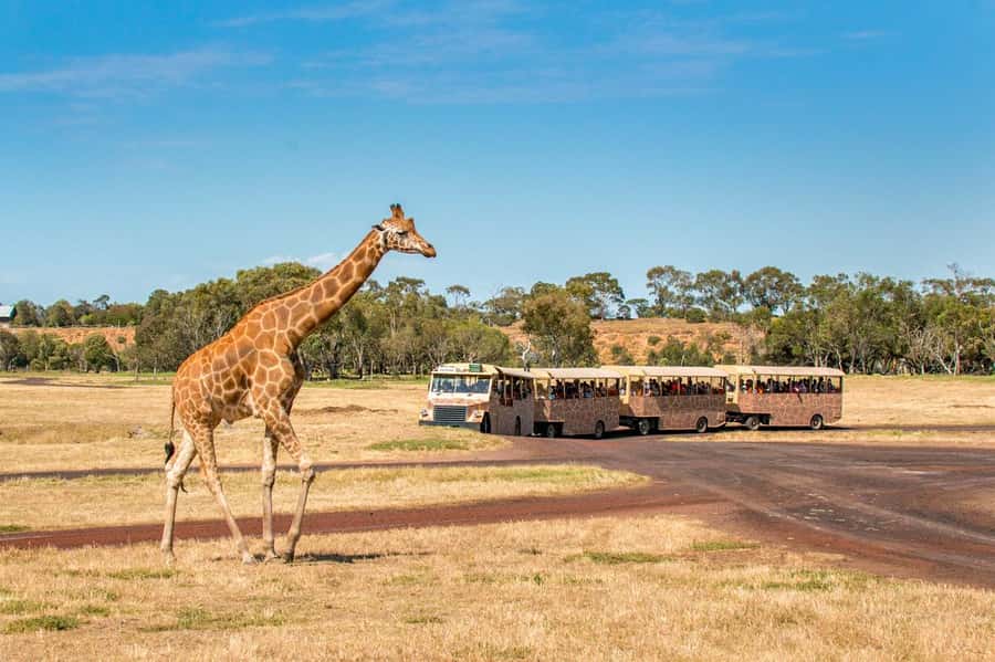Werribee Open Range Zoo: Entry Ticket - Pace yourself across 200 hectares