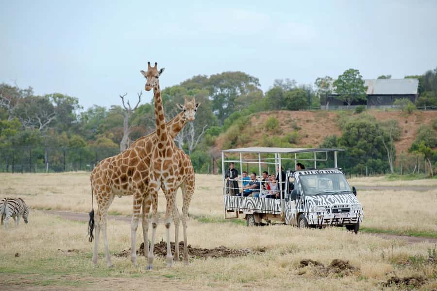 Werribee Open Range Zoo: Entry Ticket - Getting from Melbourne to the zoo