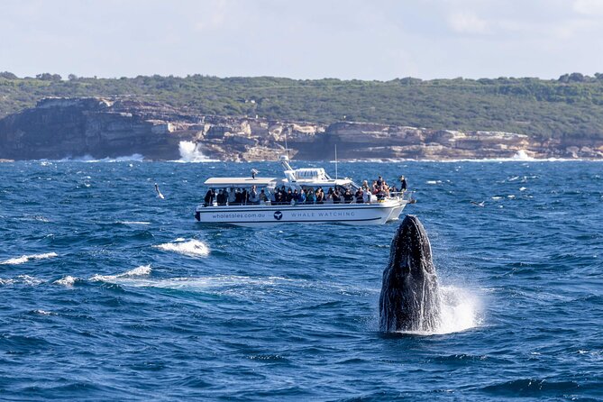Whale Watching Boat Trip in Sydney - What the live commentary adds