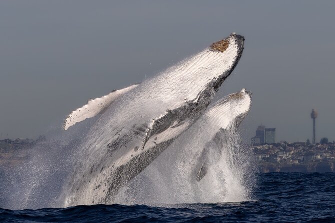 Whale Watching Boat Trip in Sydney - Morning or afternoon departure?