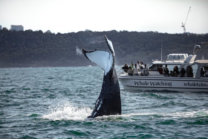 Whale Watching Boat Trip in Sydney - Is $99.70 good value?