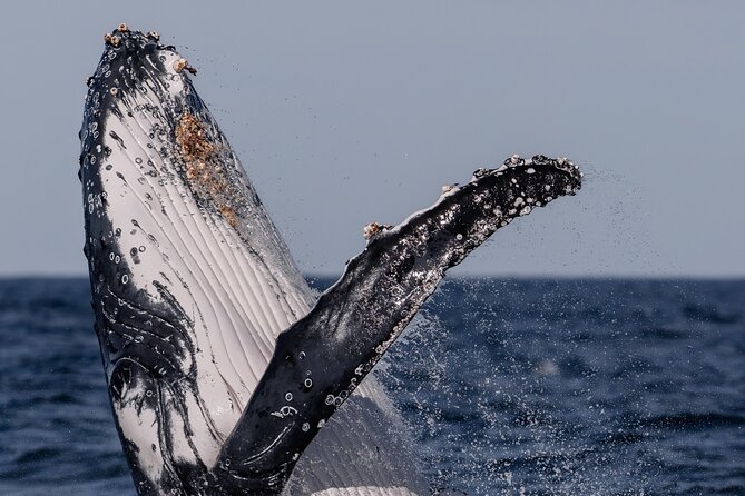Whale Watching Boat Trip in Sydney - Seasickness, weather, and practical comfort