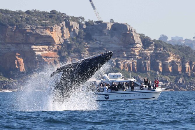 Whale Watching Boat Trip in Sydney - Sydney Harbour Bridge and Opera House from the water