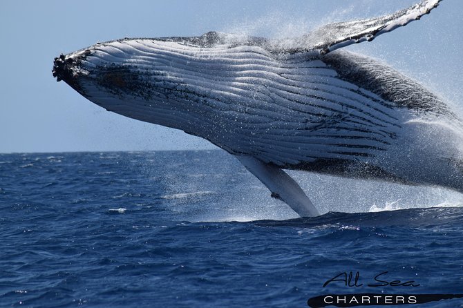 Whale Watching Busselton - Key Points Before You Book