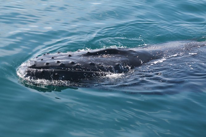 Whale Watching Busselton - What the Boat Is Like for Viewing and Comfort